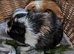 2 bonded female guinea pigs