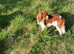 Cavalier King Charles Spaniel for stud