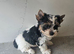 Yorkshire Terrier Puppies – 2 Boys Looking for Loving Homes
