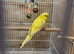 Beautiful Yellow Baby Budgies