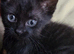 LAST Melanistic Savannah kitten £200 boy