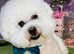 Bichon Frise Stud