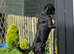 9 month rottweiler intact rottweiler boy