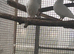 Baby white short tail doves