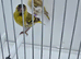 BEAUTIFUL PROVEN PAIR YELLOW PASTEL SISKINS