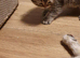 AVAILABLE NOW Pure breed Scottish fold tabby gold boy