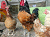 Cockerel