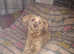 Stud available Powder puff Chinese crested male