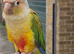 Friendly Female Conure (DNA-Sexed, Hand-Reared)