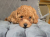 Fox red toy poodles KC reg Only boy left now