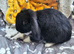Mini lops