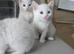 Kitten Ready to be Rehomed