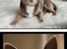 2 beautiful Chihuahua puppies