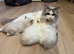 PRICE REDUCED EXQUISITE RAGDOLLS