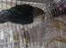 Dna lovebirds