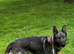 German Shepherd Female