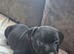 Adorable staffy puppy