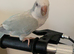 Tame Quaker parrot