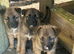 2 pups out of litter - Border Collie x German Shepard x Belgian Malanois