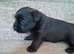 Patterdale cross border terrier