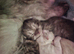 Stunning & Unique Kittens for Sale