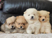 4 beautifull pomeranian boys