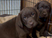 Labrador puppies