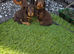 Miniature Dachshund