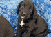 Working cocker spaniel puppies