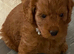 Hereditary Clear Red Cockapoo&rsquo;s