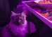 Maine coon x ragdoll 9months old kitten