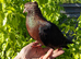 Hand reared archangel baby pigeon!