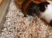 Five young female guinea