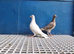 Racer pigeons