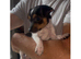 Jack Russell puppy's for sale