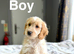 Drizzle lovely light cockapoo boys ready now
