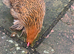 Lovely Pekin Batam for sale