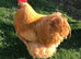 Buff Orpington (Large Fowl) Hatching eggs