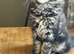 Beautiful Mainecoon kittens