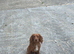 Fox red working cocker spaniel stud.