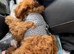 5 month old cockapoo girl for sale