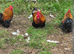 Cockerels and turkey stag for sale.
