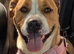 American bulldog