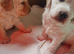 Beautiful mutigeneration Labradoodle