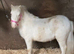 Beautiful Cremello Mini Shetland Gelding For Sale