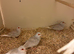 Diamond Doves