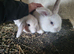 Pure mini lop male