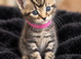 Beautiful cross bengals