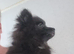 Miniature Pomeranians - Merle colours - 3 Girls - Ready to go