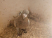 Lambretch cock bird